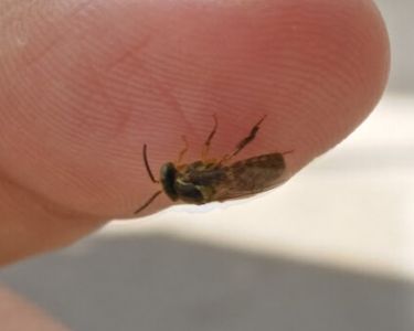 Foto detalle de una abeja en la yema de un dedo