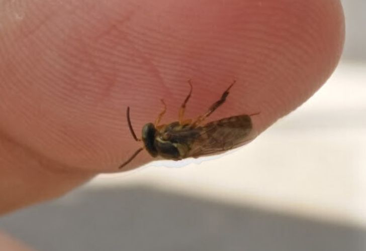 Zoom a mano de estudiante con una abeja