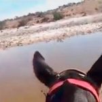 “Nunca falta a clase”: la profesora del niño que viaja a caballo hacia su escuela