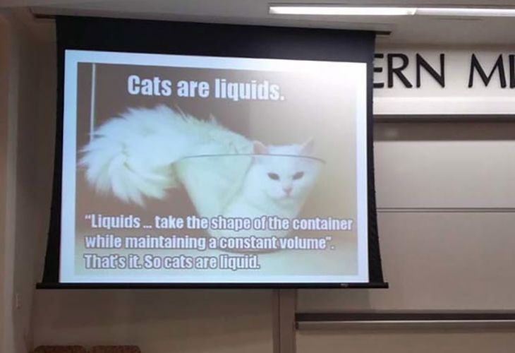Meme de gato para enseñar