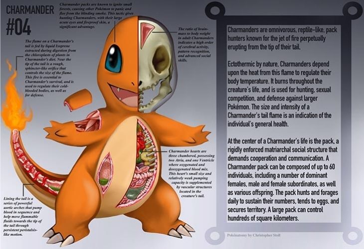 Anatomía de Charmander Pokemón