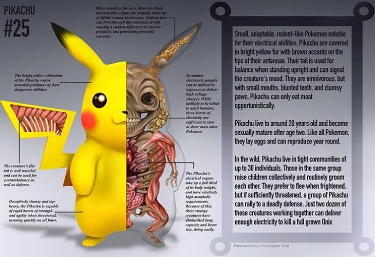 Anatomía de Pikachu Pokemón