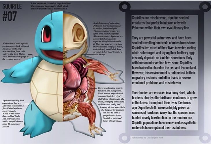 Anatomía de Squirtle Pokemón