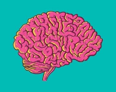 Ilustración cerebro humano