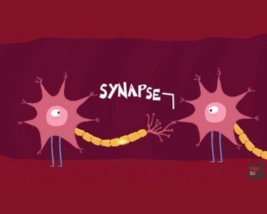En la imagen se ven dos neuronas implicadas en el proceso de pensamiento haciendo sinapsis